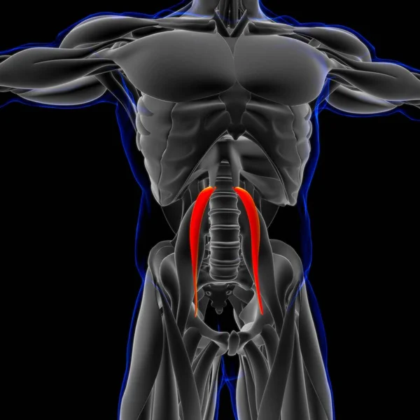 Illustration Muscle Mjuk Vävnad Muskelceller Innehåller Proteiner Producerar Sammandragning Som — Stockfoto