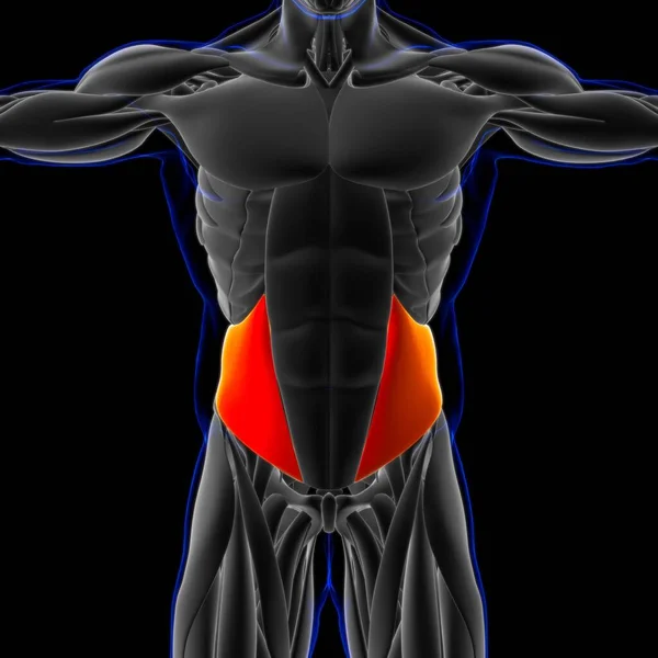 Ilustración Músculo Tejido Blando Las Células Musculares Contienen Proteínas Produciendo — Foto de Stock