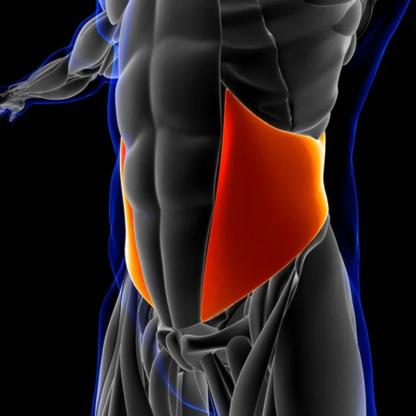 3D İllüstrasyon, Kas yumuşak bir dokudur, kas hücreleri proteinleri içerir ve hücrenin uzunluğunu ve şeklini değiştiren bir kasılma üretir. Güç ve hareket üretmek için kas fonksiyonları.