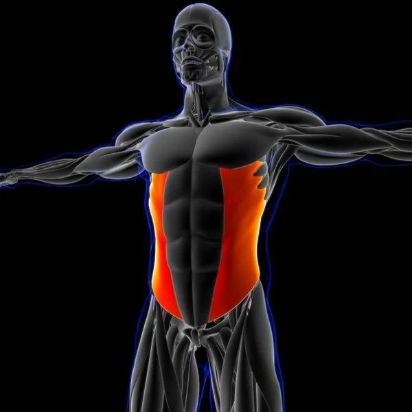 Ilustración Músculo Tejido Blando Las Células Musculares Contienen Proteínas Produciendo —  Fotos de Stock