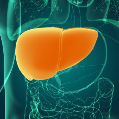 Karaciğer 3D Görüntü İnsan Sindirim Sistemi Anatomisi Tıbbi Konsept İçin