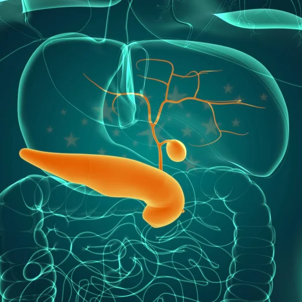 Anatomía Del Sistema Digestivo Humano Vesícula Biliar Para Ilustración Del — Foto de Stock