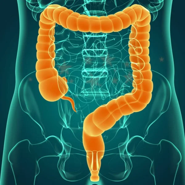 Anatomía Del Sistema Digestivo Humano Ilustración Del Intestino Grueso Para — Foto de Stock