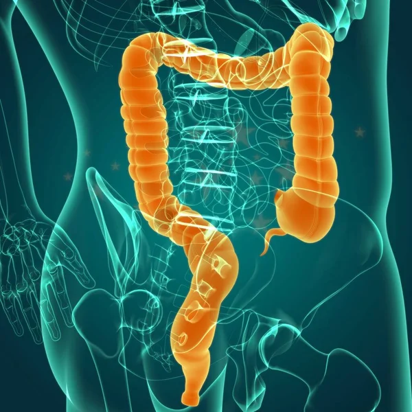 Μεγάλη Intestine Τρισδιάστατη Απεικόνιση Ανθρώπινη Πεπτική Ανατομία Συστημάτων Για Την — Φωτογραφία Αρχείου