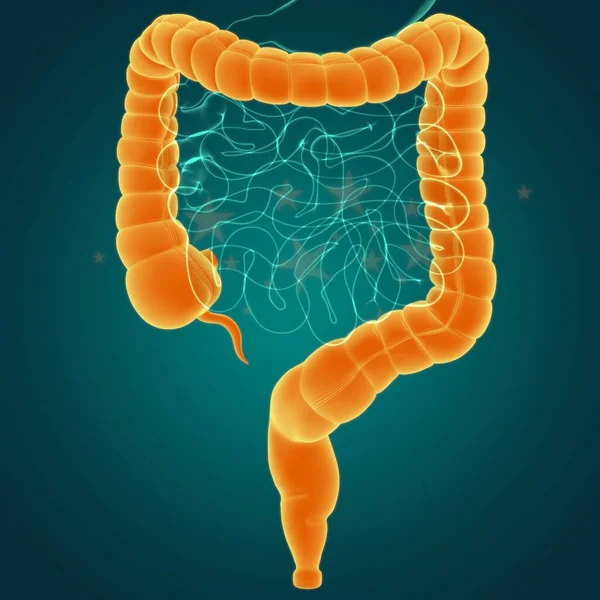 Anatomía Del Sistema Digestivo Humano Ilustración Del Intestino Grueso Para — Foto de Stock