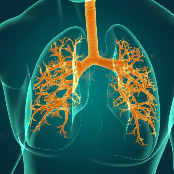 Anatomía Del Sistema Respiratorio Humano Los Pulmones Para Ilustración Del —  Fotos de Stock