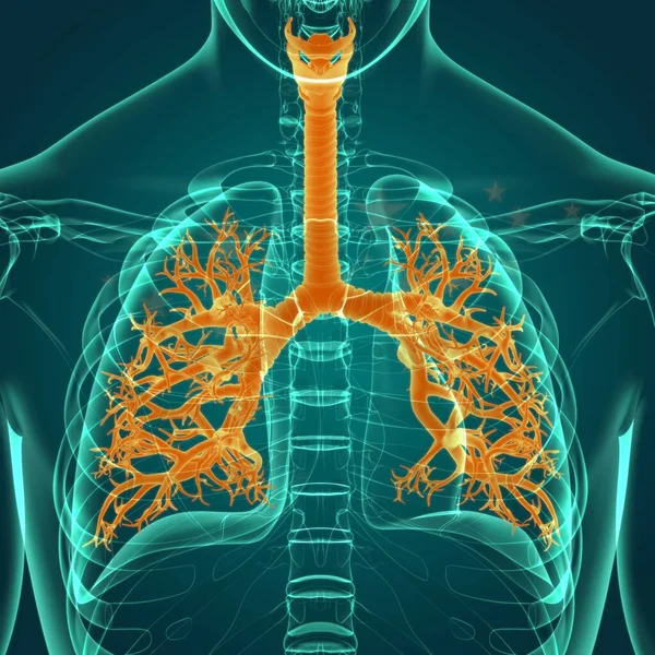 Lungs Human Respiratory System Anatomy Medical Concept Illustration — Stock Photo, Image