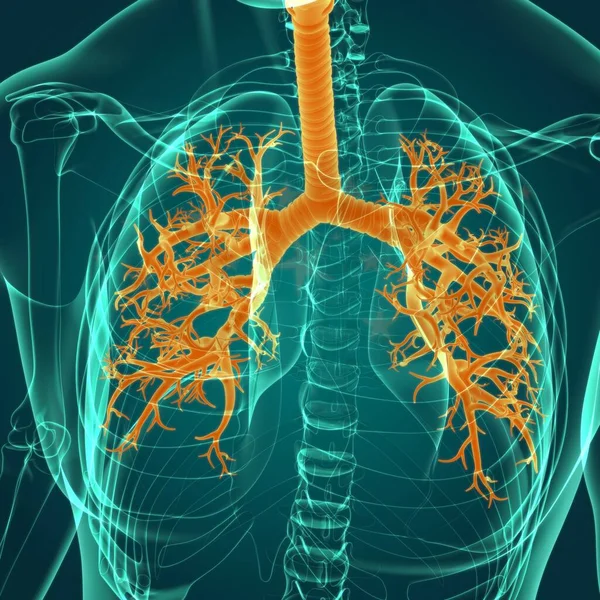 医学概念三维图解隆氏人类呼吸系统解剖 — 图库照片
