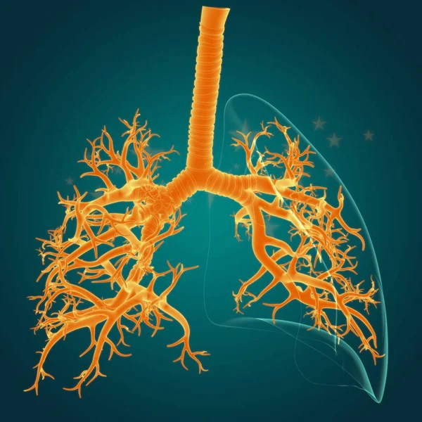 Anatomia Humana Sistema Respiratório Dos Pulmões Para Ilustração Médica Conceito — Fotografia de Stock