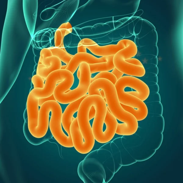 Anatomía Del Sistema Digestivo Humano Ilustración Del Intestino Delgado Para — Foto de Stock