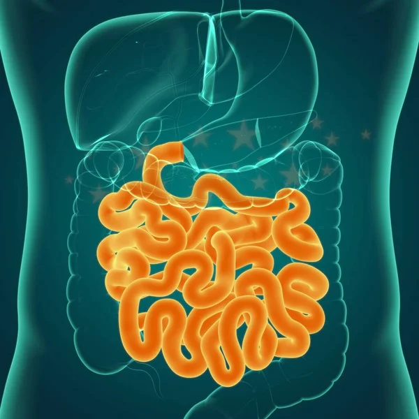 Anatomía Del Sistema Digestivo Humano Ilustración Del Intestino Delgado Para — Foto de Stock
