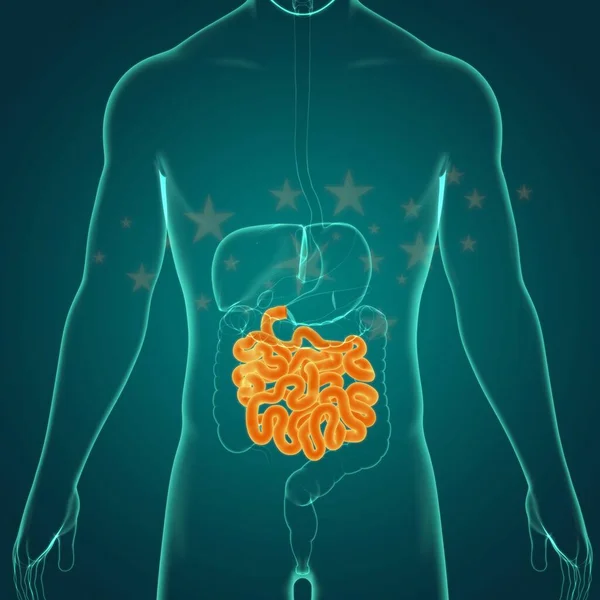 Small Intestine 3D Illustration Human Digestive System Anatomy For Medical Concept