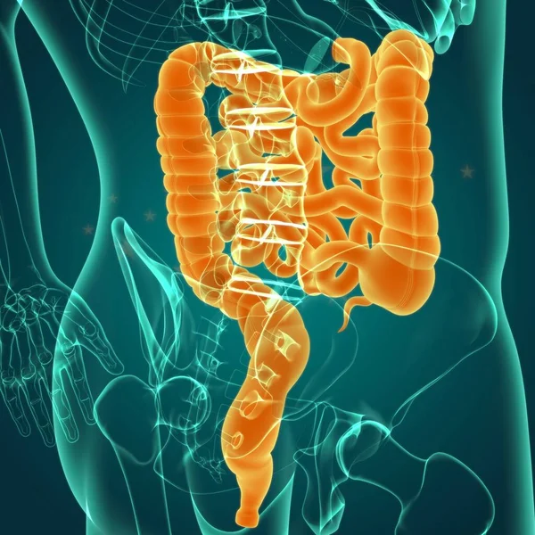 Anatomia Humana Sistema Digestivo Ilustração Intestino Pequeno Grande Para Conceito — Fotografia de Stock