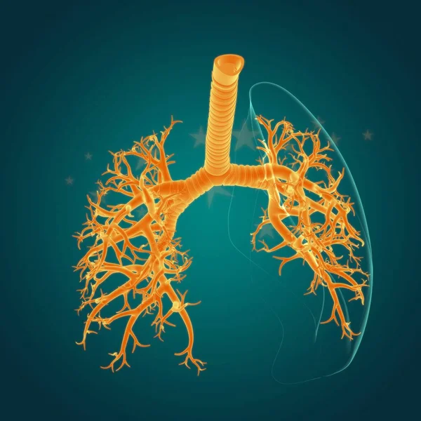 Lungen Human Respiratory System Anatomie Für Medizinisches Konzept Illustration — Stockfoto