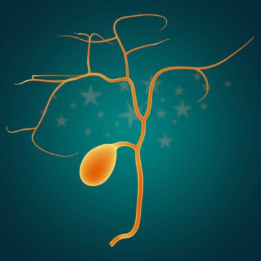 Tıbbi Konsept için safra kesesi insan sindirim sistemi anatomisi 3 boyutlu resim