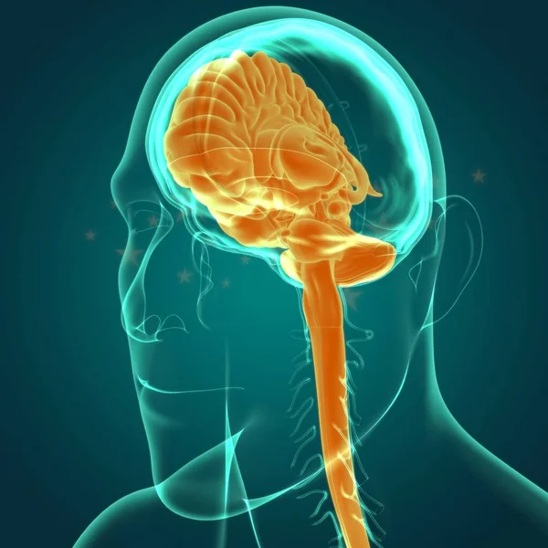 Anatomía Cerebral Humana Para Concepto Médico Ilustración — Foto de Stock