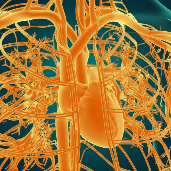 人的心脏与循环系统解剖 医学概念3D图解 — 图库照片