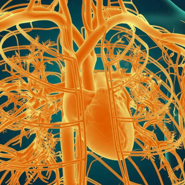 심장과 순환계 해부학 의학적 — 스톡 사진