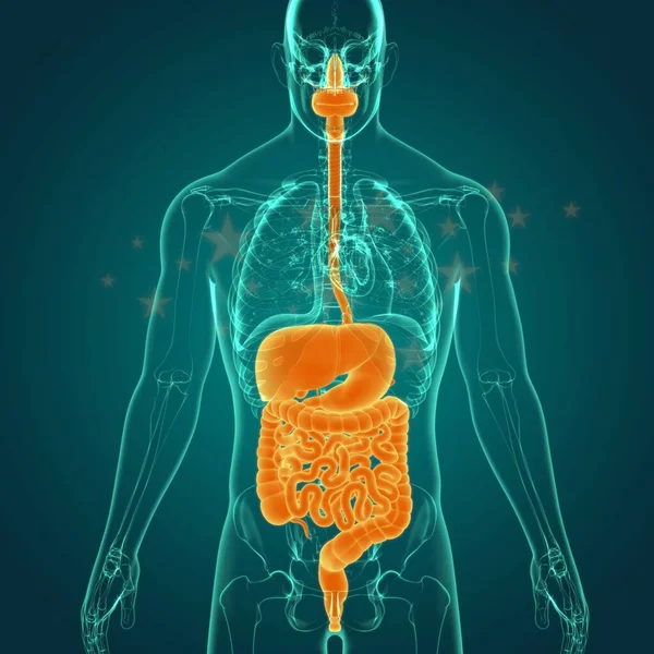 Anatomía Del Sistema Digestivo Humano Para Concepto Médico Ilustración — Foto de Stock