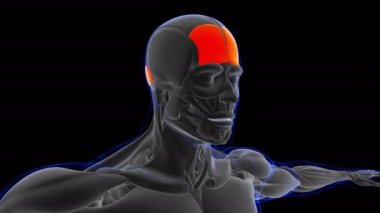 3D İllüstrasyon, Kas yumuşak bir dokudur, kas hücreleri proteinleri içerir ve hücrenin uzunluğunu ve şeklini değiştiren bir kasılma üretir. Güç ve hareket üretmek için kas fonksiyonları.