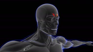 3D İllüstrasyon, Kas yumuşak bir dokudur, kas hücreleri proteinleri içerir ve hücrenin uzunluğunu ve şeklini değiştiren bir kasılma üretir. Güç ve hareket üretmek için kas fonksiyonları.