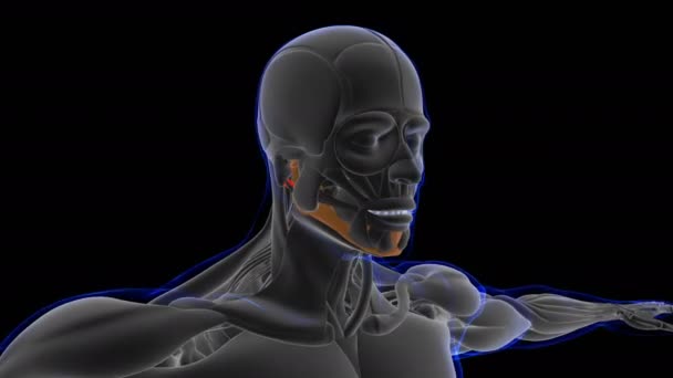 3Dイラスト 筋肉は柔らかい組織であり 筋肉細胞にはタンパク質が含まれており 細胞の長さと形状を変化させる収縮を生み出します 力と動きを生み出す筋肉機能 — ストック動画
