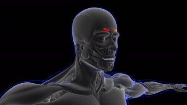 3D İllüstrasyon, Kas yumuşak bir dokudur, kas hücreleri proteinleri içerir ve hücrenin uzunluğunu ve şeklini değiştiren bir kasılma üretir. Güç ve hareket üretmek için kas fonksiyonları.