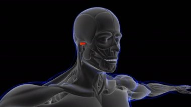 3D İllüstrasyon, Kas yumuşak bir dokudur, kas hücreleri proteinleri içerir ve hücrenin uzunluğunu ve şeklini değiştiren bir kasılma üretir. Güç ve hareket üretmek için kas fonksiyonları.