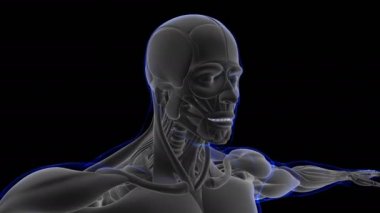 3D İllüstrasyon, Kas yumuşak bir dokudur, kas hücreleri proteinleri içerir ve hücrenin uzunluğunu ve şeklini değiştiren bir kasılma üretir. Güç ve hareket üretmek için kas fonksiyonları.