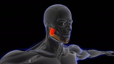 3D İllüstrasyon, Kas yumuşak bir dokudur, kas hücreleri proteinleri içerir ve hücrenin uzunluğunu ve şeklini değiştiren bir kasılma üretir. Güç ve hareket üretmek için kas fonksiyonları.