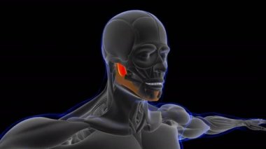 3D İllüstrasyon, Kas yumuşak bir dokudur, kas hücreleri proteinleri içerir ve hücrenin uzunluğunu ve şeklini değiştiren bir kasılma üretir. Güç ve hareket üretmek için kas fonksiyonları.