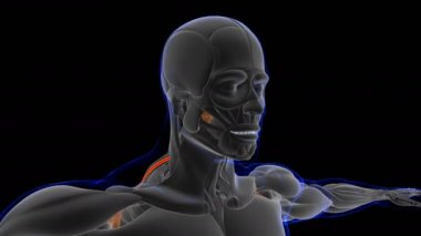 3D İllüstrasyon, Kas yumuşak bir dokudur, kas hücreleri proteinleri içerir ve hücrenin uzunluğunu ve şeklini değiştiren bir kasılma üretir. Güç ve hareket üretmek için kas fonksiyonları.