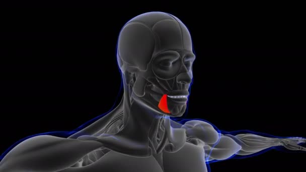 Illustration Muscle Mjuk Vävnad Muskelceller Innehåller Proteiner Producerar Sammandragning Som — Stockvideo