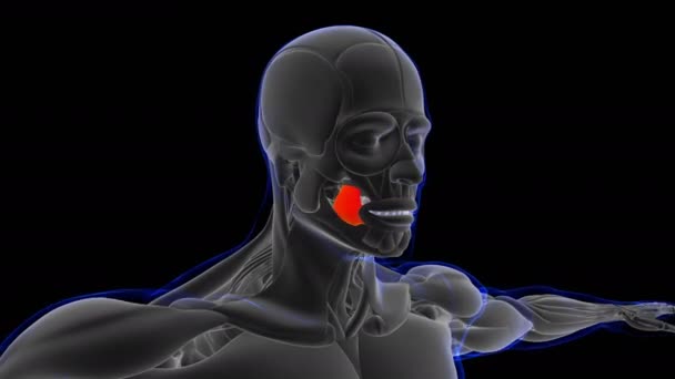 Illustration Muskel Ist Ein Weichgewebe Muskelzellen Enthalten Proteine Die Eine — Stockvideo