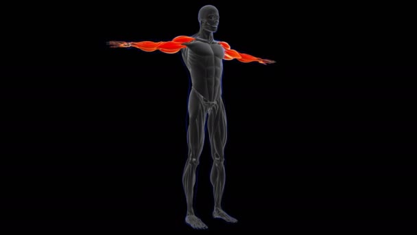 三维说明 肌肉是一个软组织 肌肉细胞包含蛋白质 产生收缩 改变细胞的长度和形状 肌肉的作用是产生力量和运动 — 图库视频影像