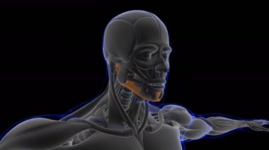 3D İllüstrasyon, Kas yumuşak bir dokudur, kas hücreleri proteinleri içerir ve hücrenin uzunluğunu ve şeklini değiştiren bir kasılma üretir. Güç ve hareket üretmek için kas fonksiyonları.
