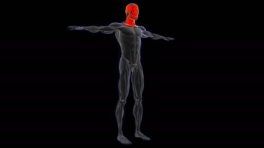 3D İllüstrasyon, Kas yumuşak bir dokudur, kas hücreleri proteinleri içerir ve hücrenin uzunluğunu ve şeklini değiştiren bir kasılma üretir. Güç ve hareket üretmek için kas fonksiyonları.