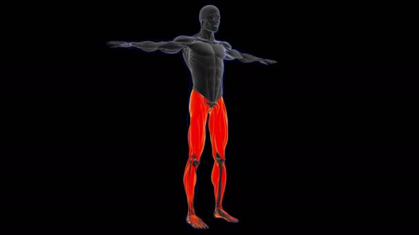 Ilustración Músculo Tejido Blando Las Células Musculares Contienen Proteínas Produciendo — Vídeos de Stock