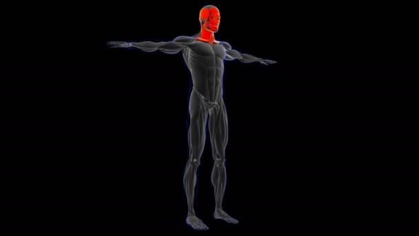 三维说明 肌肉是一个软组织 肌肉细胞包含蛋白质 产生收缩 改变细胞的长度和形状 肌肉的作用是产生力量和运动 — 图库视频影像