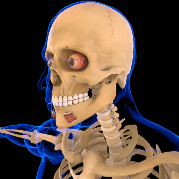 우울증 Anguli Oris Muscle Anatomy Medical Concept Illustration — 스톡 사진