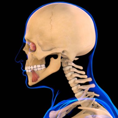 Depresör Anguli Oris Kas Anatomisi Tıbbi Konsept 3D İllüstrasyon