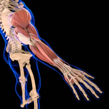 Arm Muscle Anatomy For Medical Concept 3D Illustration clipart