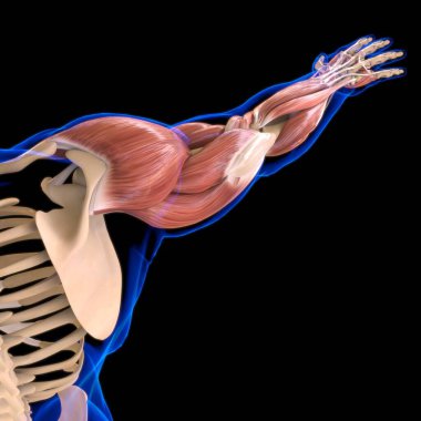 Arm Muscle Anatomy For Medical Concept 3D Illustration clipart