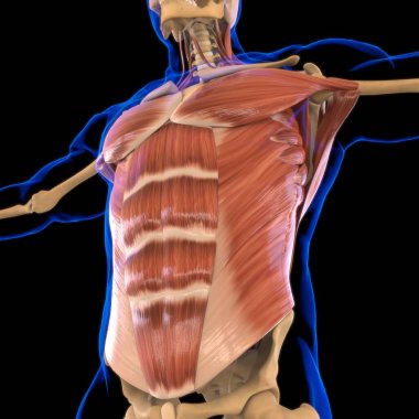 Torso Muscle Anatomy For Medical Concept 3D Illustration clipart