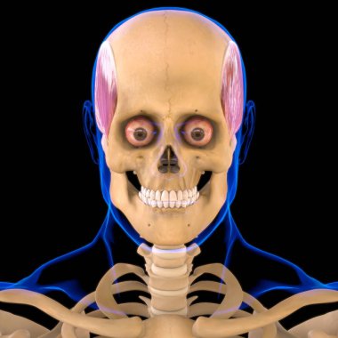 Tıbbi Konsept için Zamansal Kas Anatomisi 3B İllüstrasyon