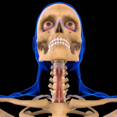 Sternohyoid Kas Anatomisi Tıbbi Konsept 3 boyutlu Görüntü