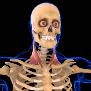 Sternokleidomastoid Kas Anatomisi Tıbbi Konsept 3 boyutlu Görüntü