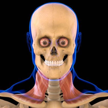 Tıbbi Konsept 3B Görüntü için Platysma Kas Anatomisi