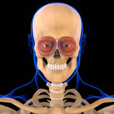 Tıbbi Konsept için Orbicularis Oculi Kas Anatomisi 3 boyutlu Görüntü