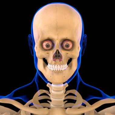 Tıbbi Konsept 3D Görüntü için Nasalis Kas Anatomisi